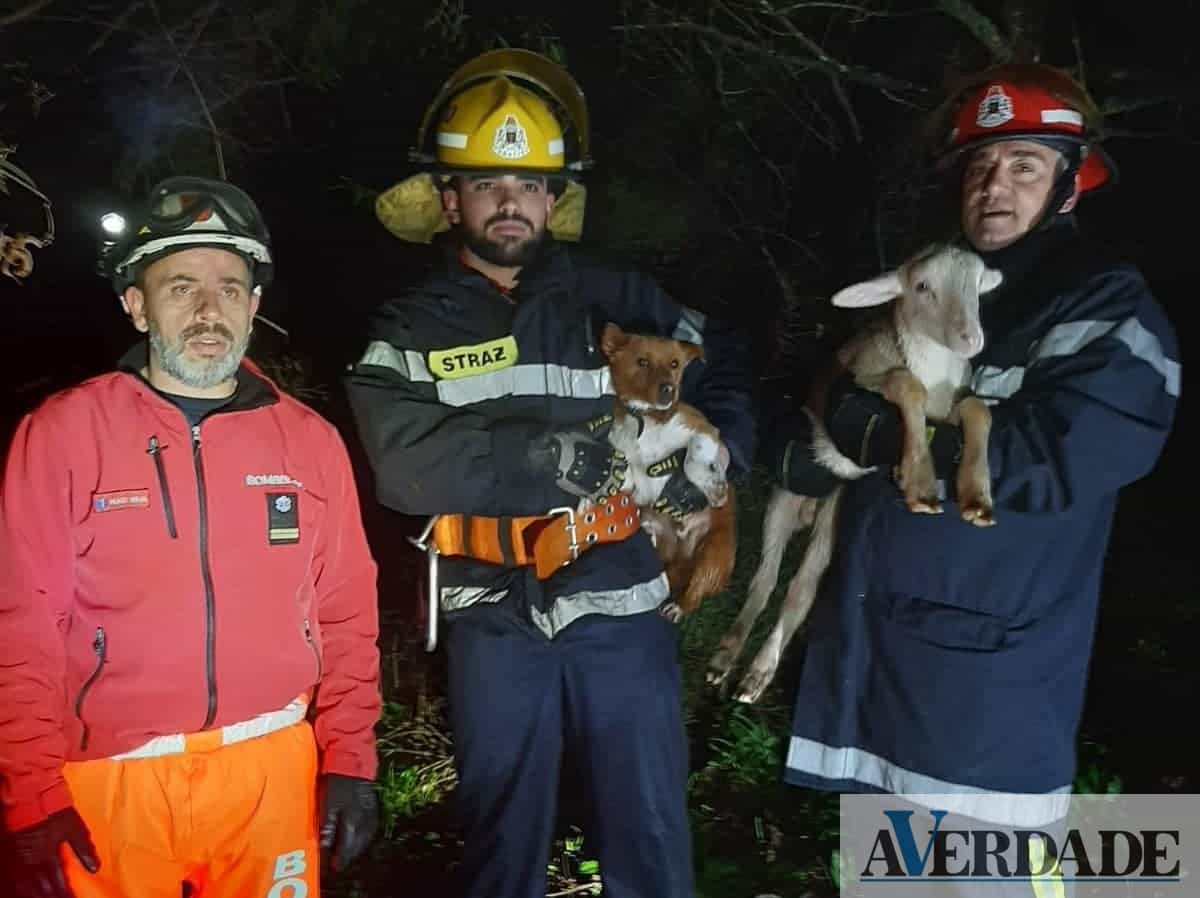 Bombeiros de Penafiel resgatam dois animais em Abragão