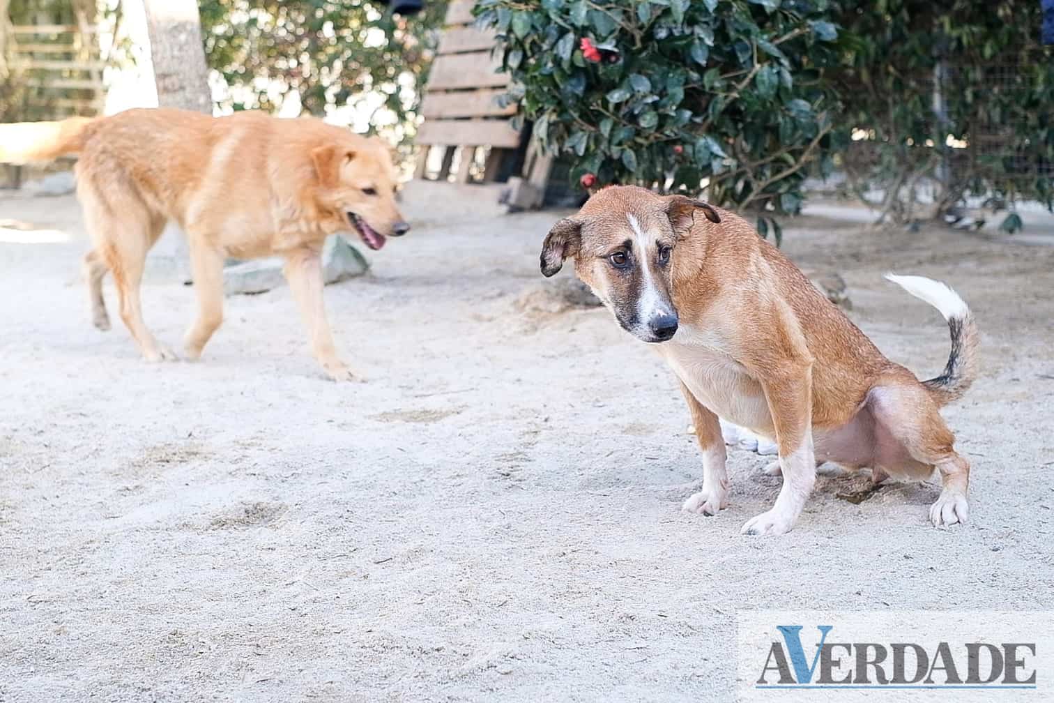 CRO do Marco de Canaveses recolheu quase um animal por dia em 2022 e entregou 228 para adoção