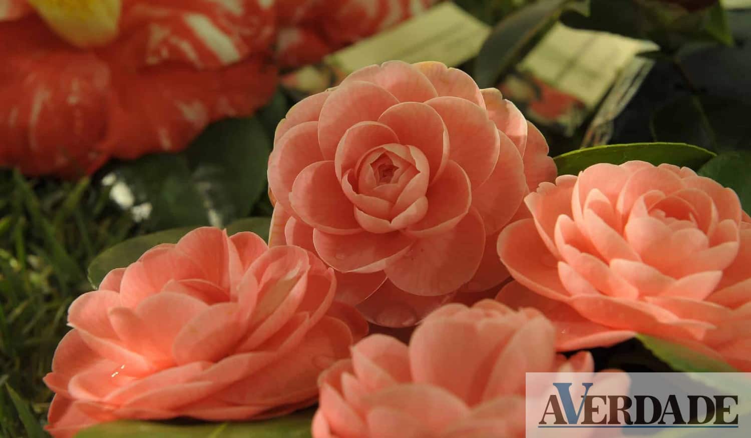 Celorico de Basto já apresentou programa da Festa Internacional de Camélias