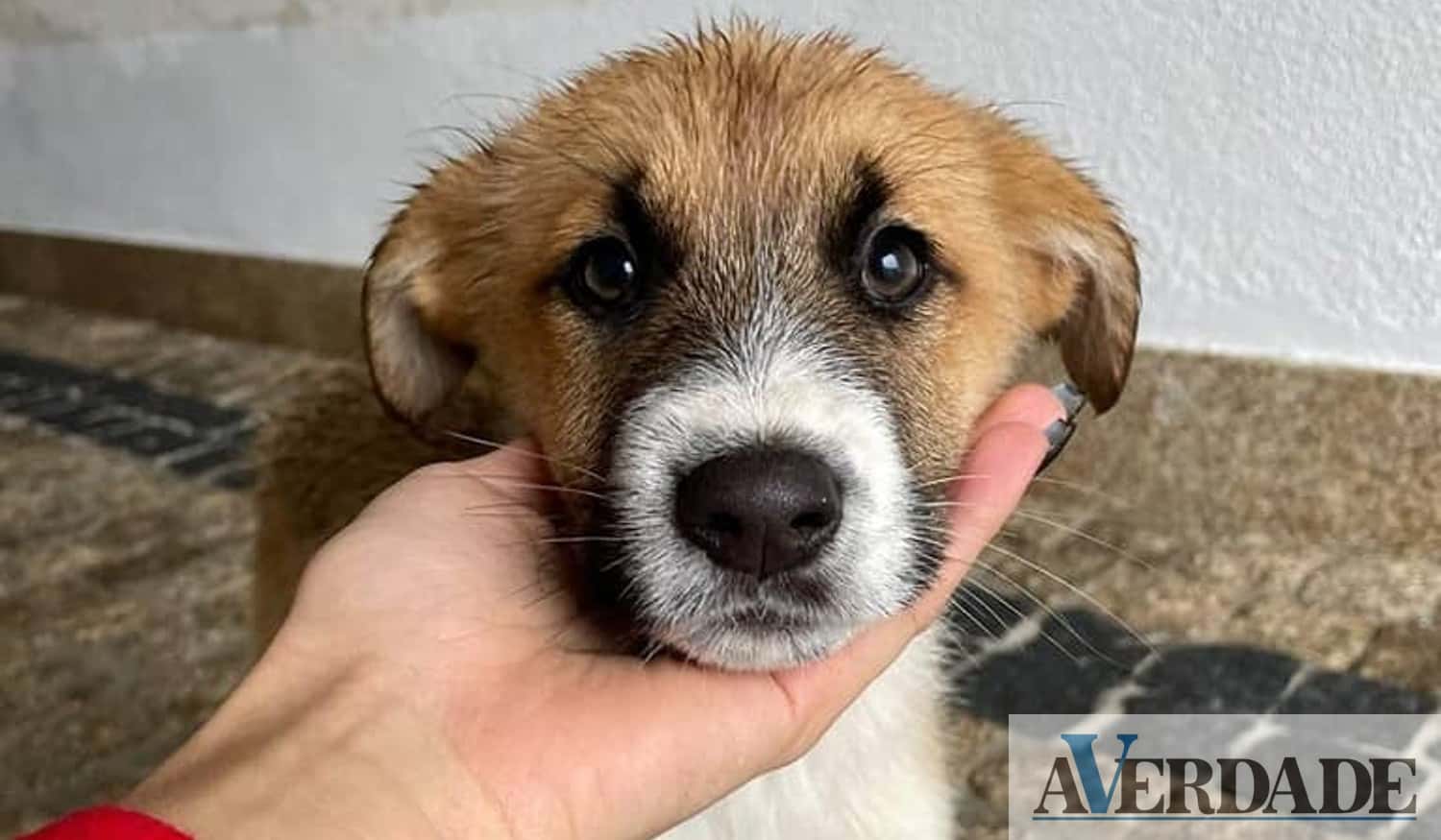Penafiel: Concurso de Carnaval BioCamba fantasia o teu animal de estimação e ganha prémios