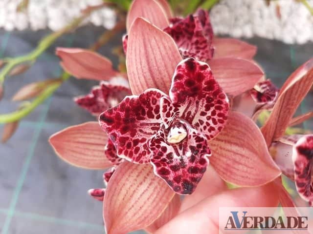 Marco de Canaveses: Exposição de Orquídeas acontece em Soalhães a 2 de abril