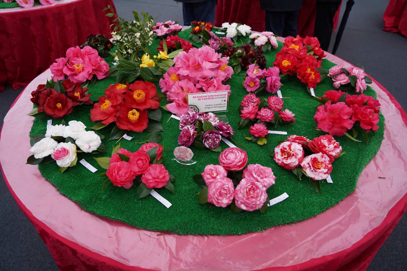 XIV Festival Internacional de Camélias decorre no próximo fim de semana em Lousada
