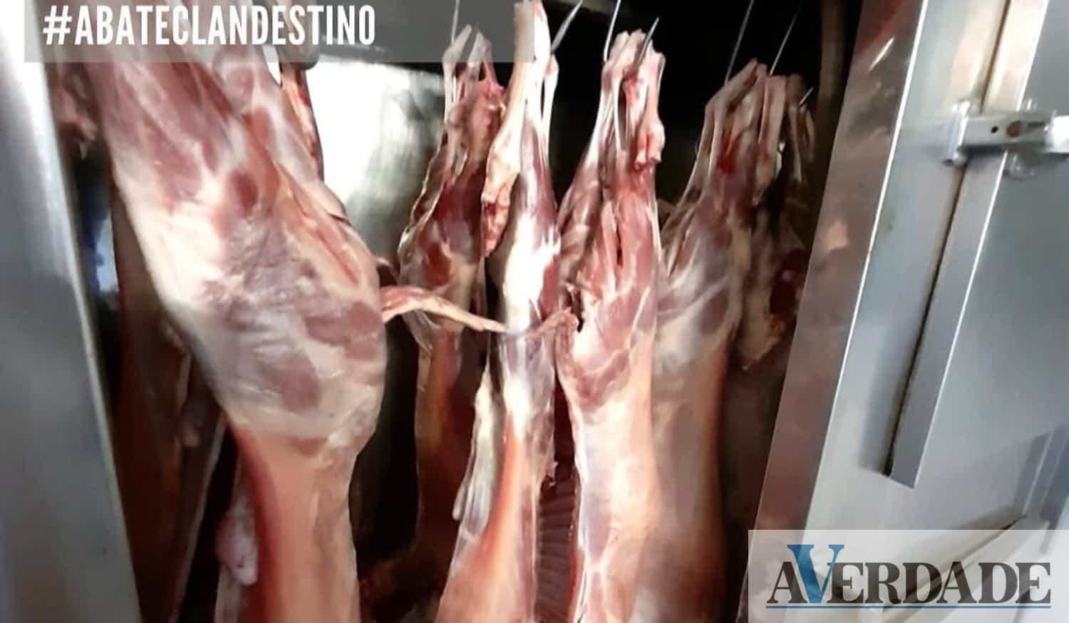 ASAE desmantelou matadouro clandestino de borregos no Marco de Canaveses