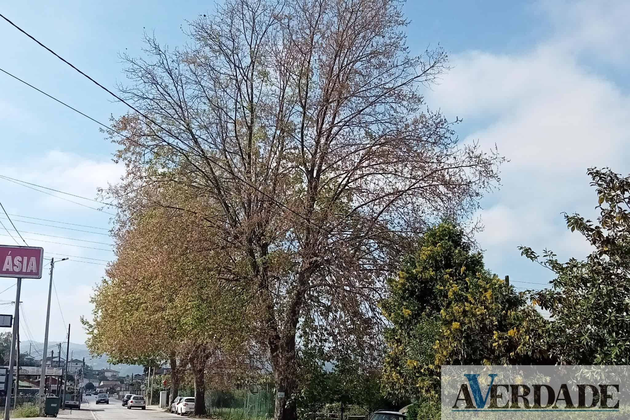 Município do Marco de Canaveses "condena" ato de vandalismo contra património natural