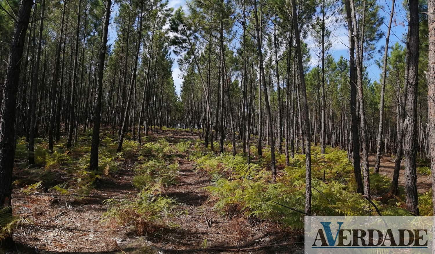Apenas 19% dos apoios à floresta chegam à Região Norte