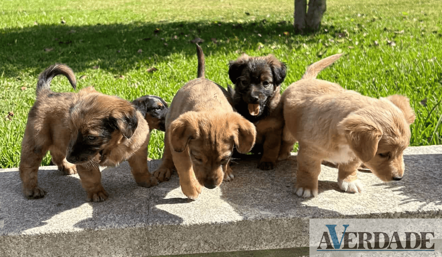 Clara Correia deu uma nova família a cinco cães abandonados e apela à "sensibilidade" das pessoas