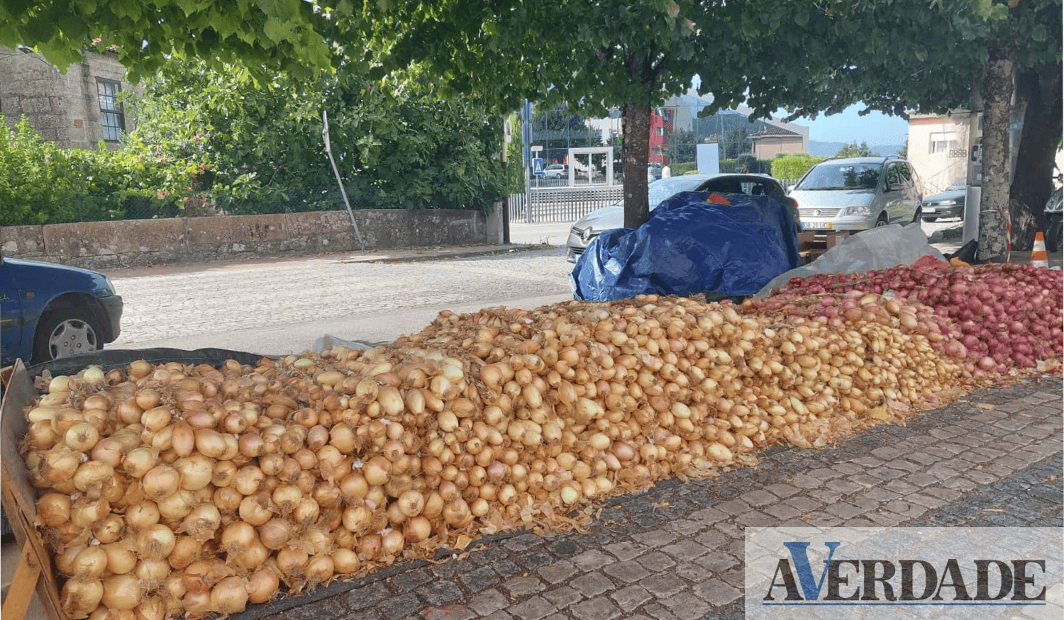 Produtores de cebolas começam a chegar a Penafiel: "mantenho o mesmo preço e qualidade"