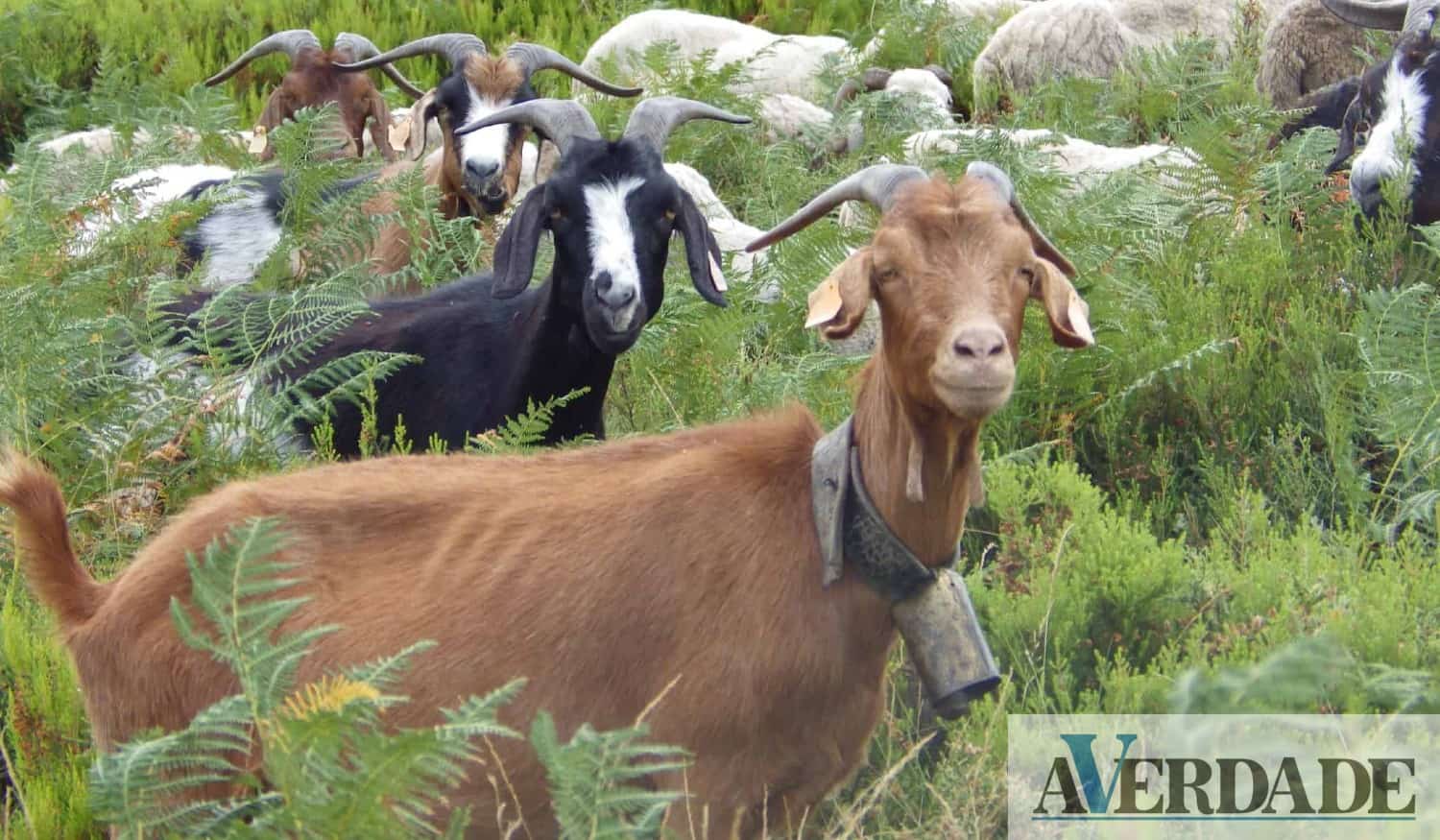 Município de Cinfães vai apoiar 185 produtores de gado ovino e caprino 