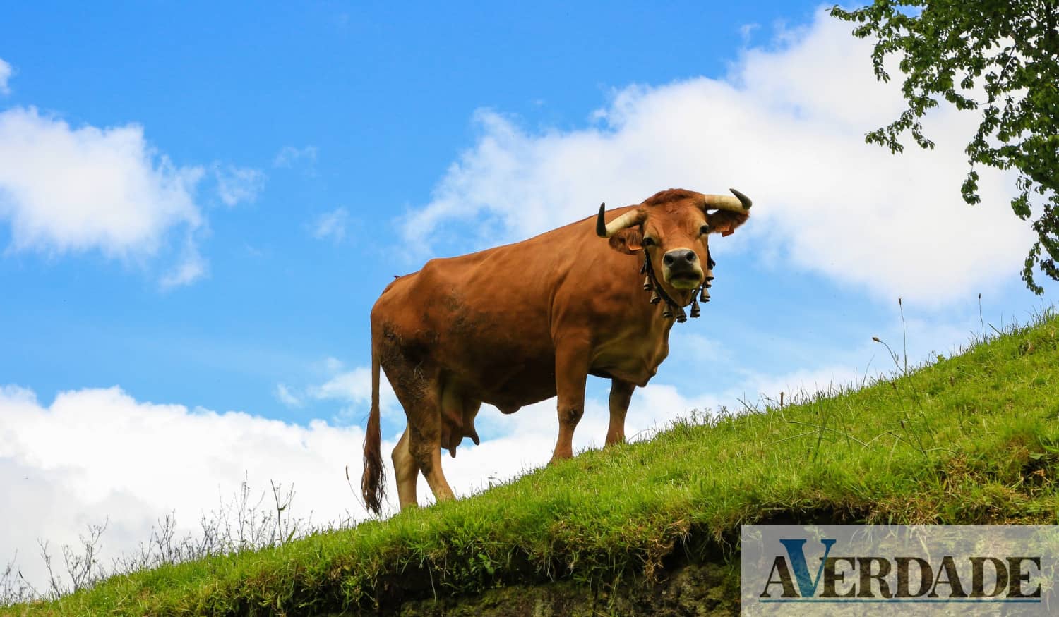 Município de Cinfães aumentou valor dos apoios aos produtores de raça arouquesa