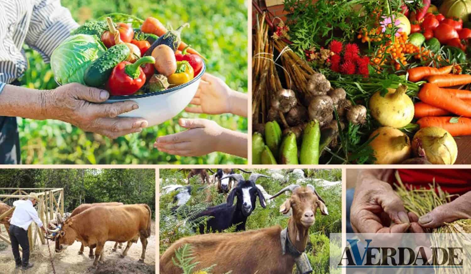 Cinfães: Largo da Feira vai acolher dia dedicado ao Agricultor e à Agricultura