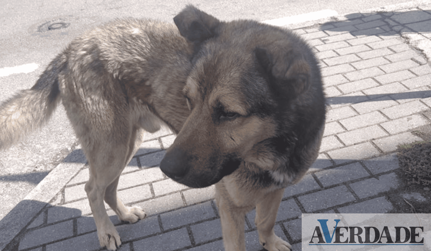 Após ataques de cão, autarquia do Marco de Canaveses garante "segurança" à população