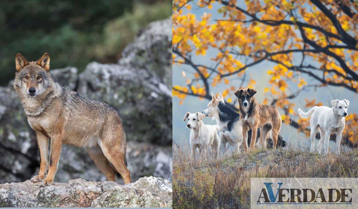 Cães errantes responsáveis por 62% dos ataques em Arada, Cinfães e Montemuro