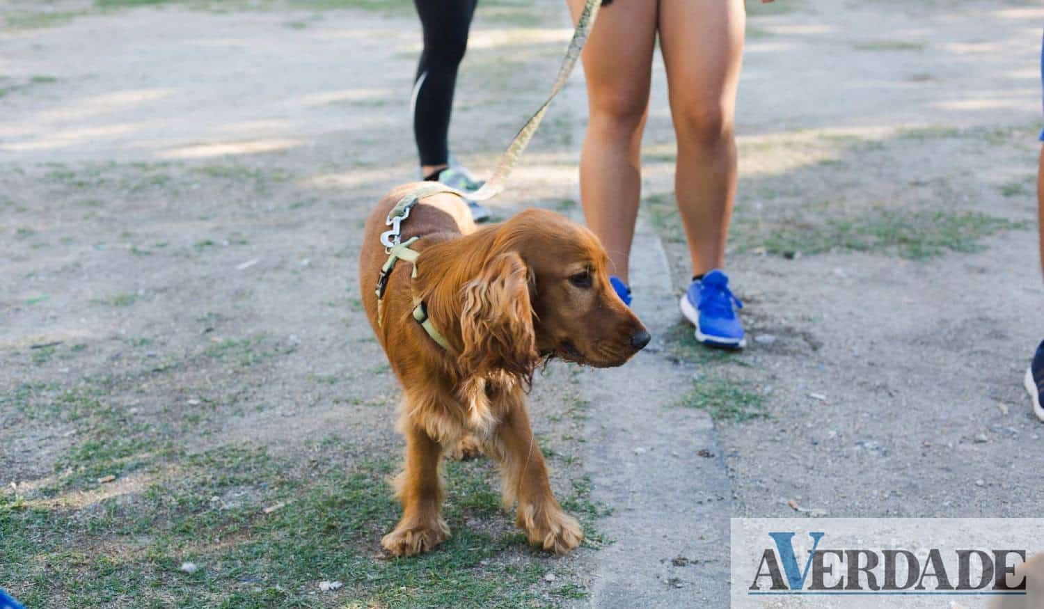 Associação Ajuda Animais em Amarante promove cãominhada e campanha de adoção