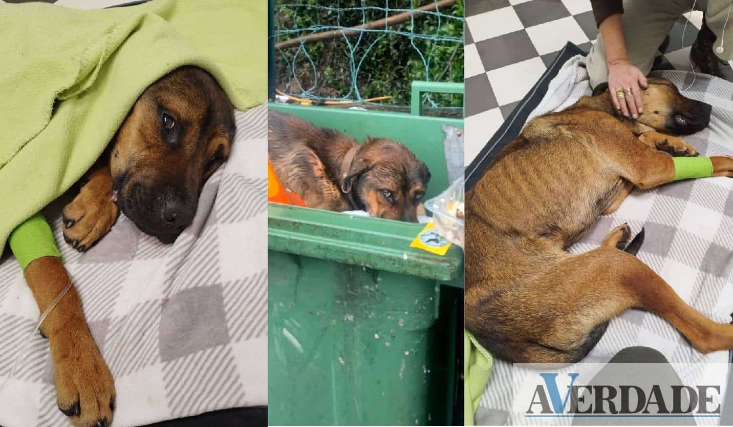 "Salvador" encontra-se a lutar pela vida depois de ter sido retirado de um caixote do lixo