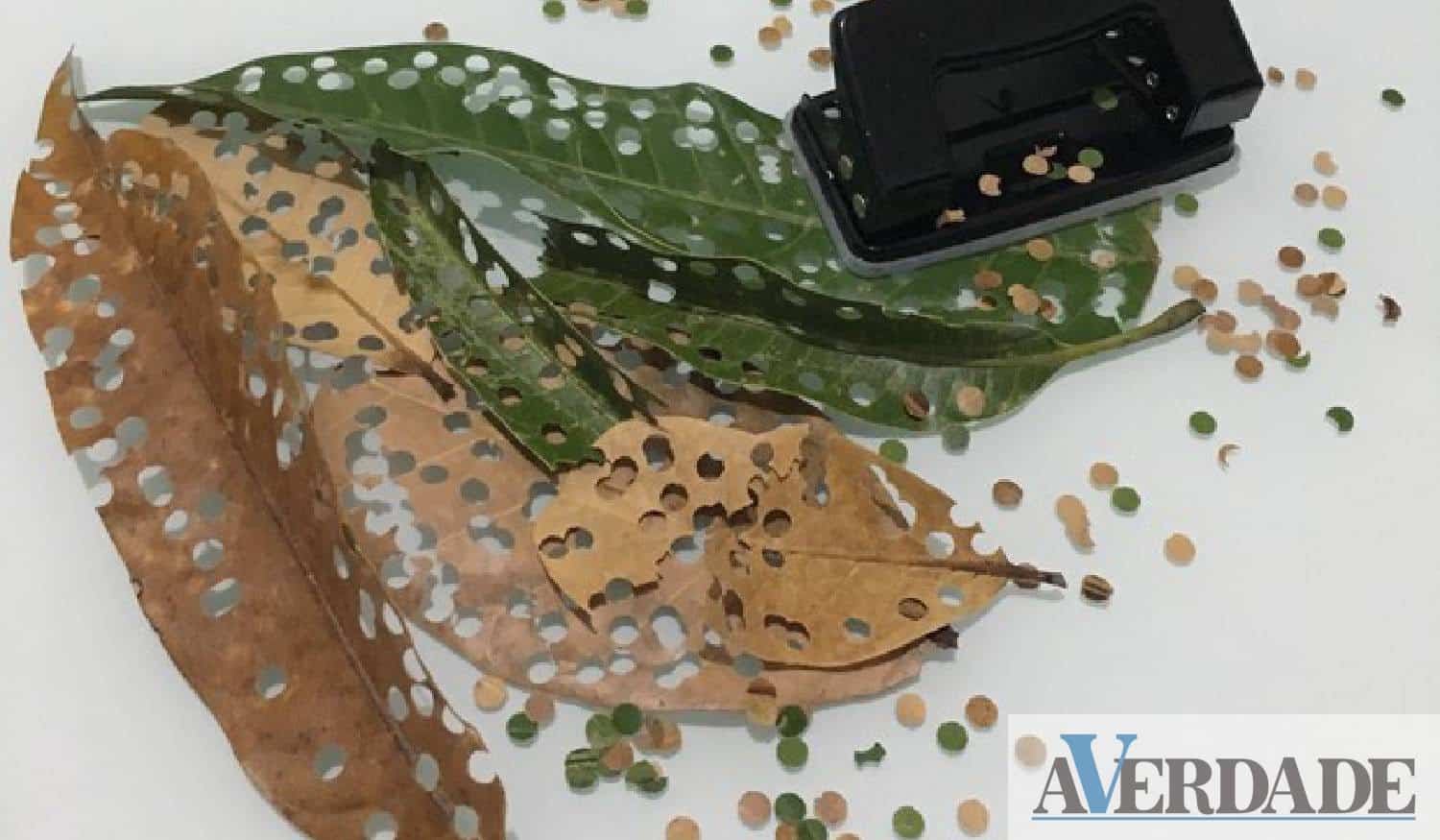 AARO desafiou escolas a confecionar confetis ecológicos para o Carnaval
