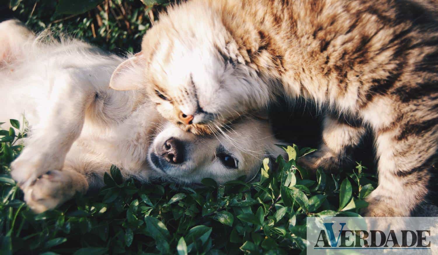 Multiusos de Gondomar recebe primeiro festival dedicado ao mundo animal este fim de semana