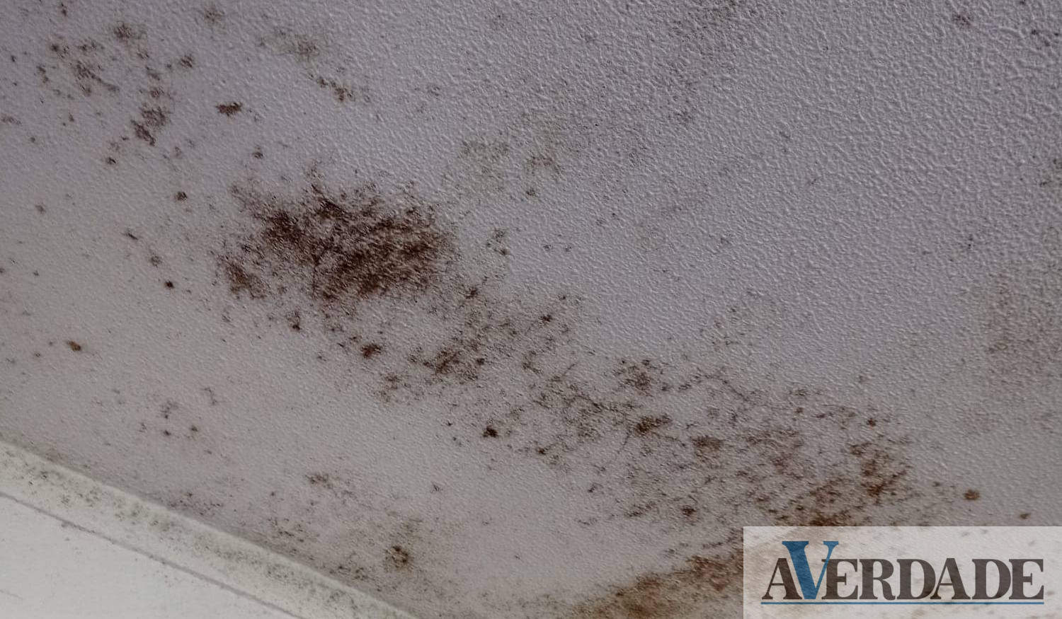 Sofre de bolor nas paredes de casa? Conheça algumas formas de remover