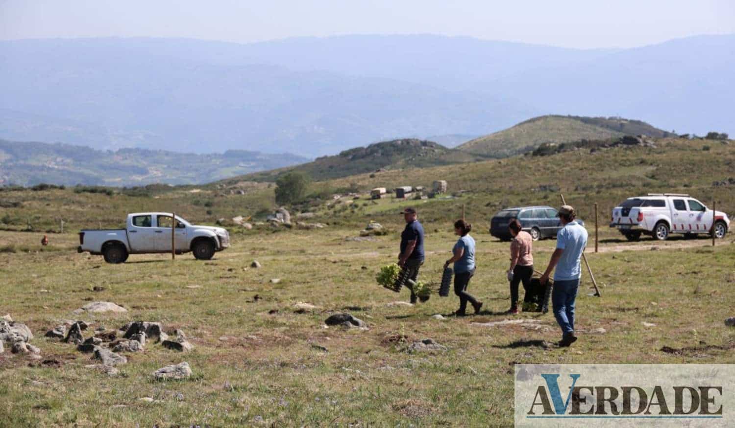 Terrenos na Serra da Aboboreira adquiridos pelo Município de Baião já estão a ser reflorestados