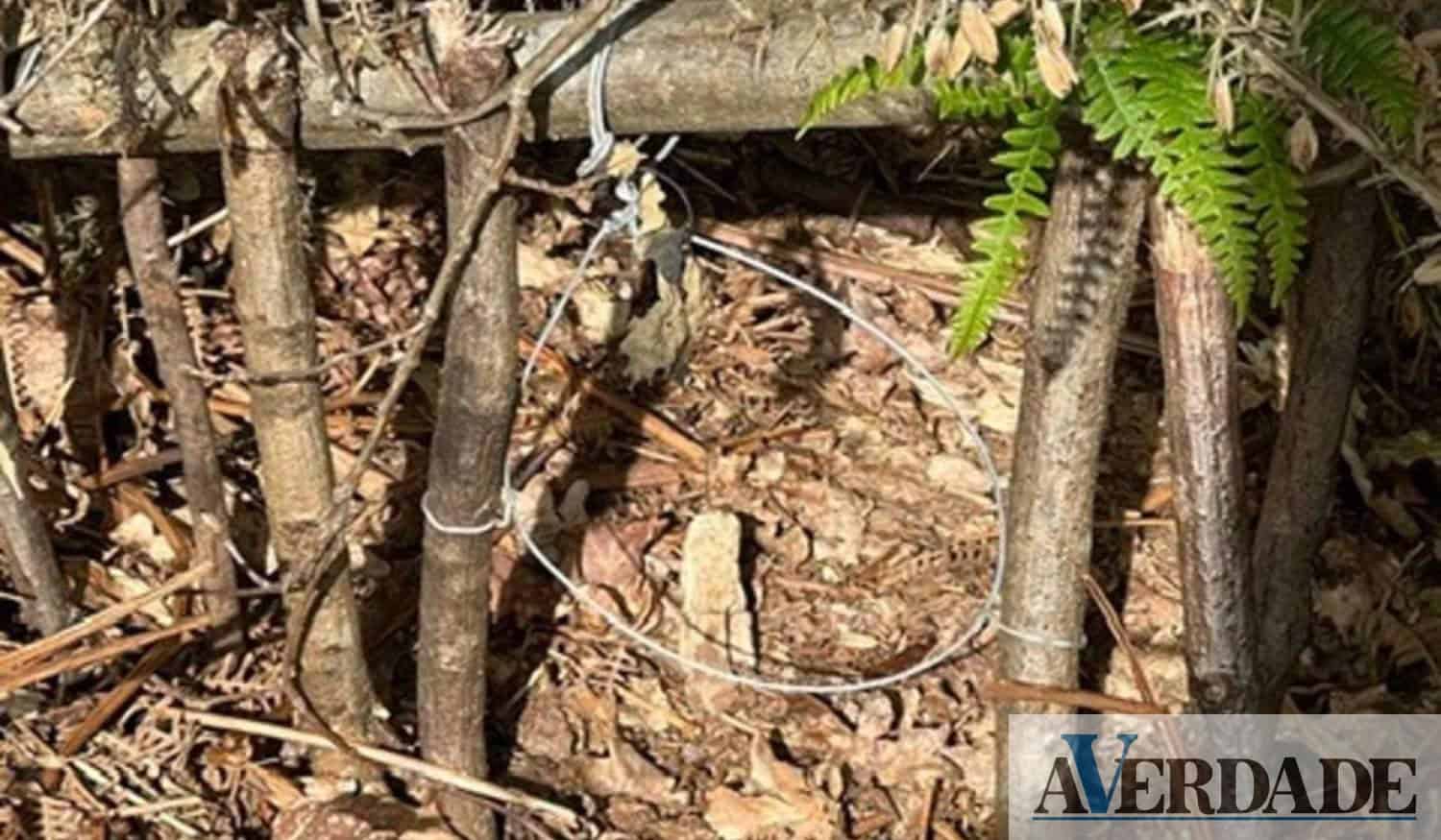 GNR de Felgueiras apreendeu armadilhas usadas na captura de animais