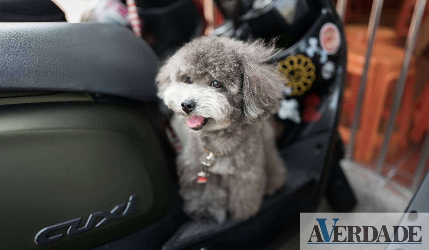 Junte-se à cãominhada e ajude a Associação Ajuda Animais em Amarante