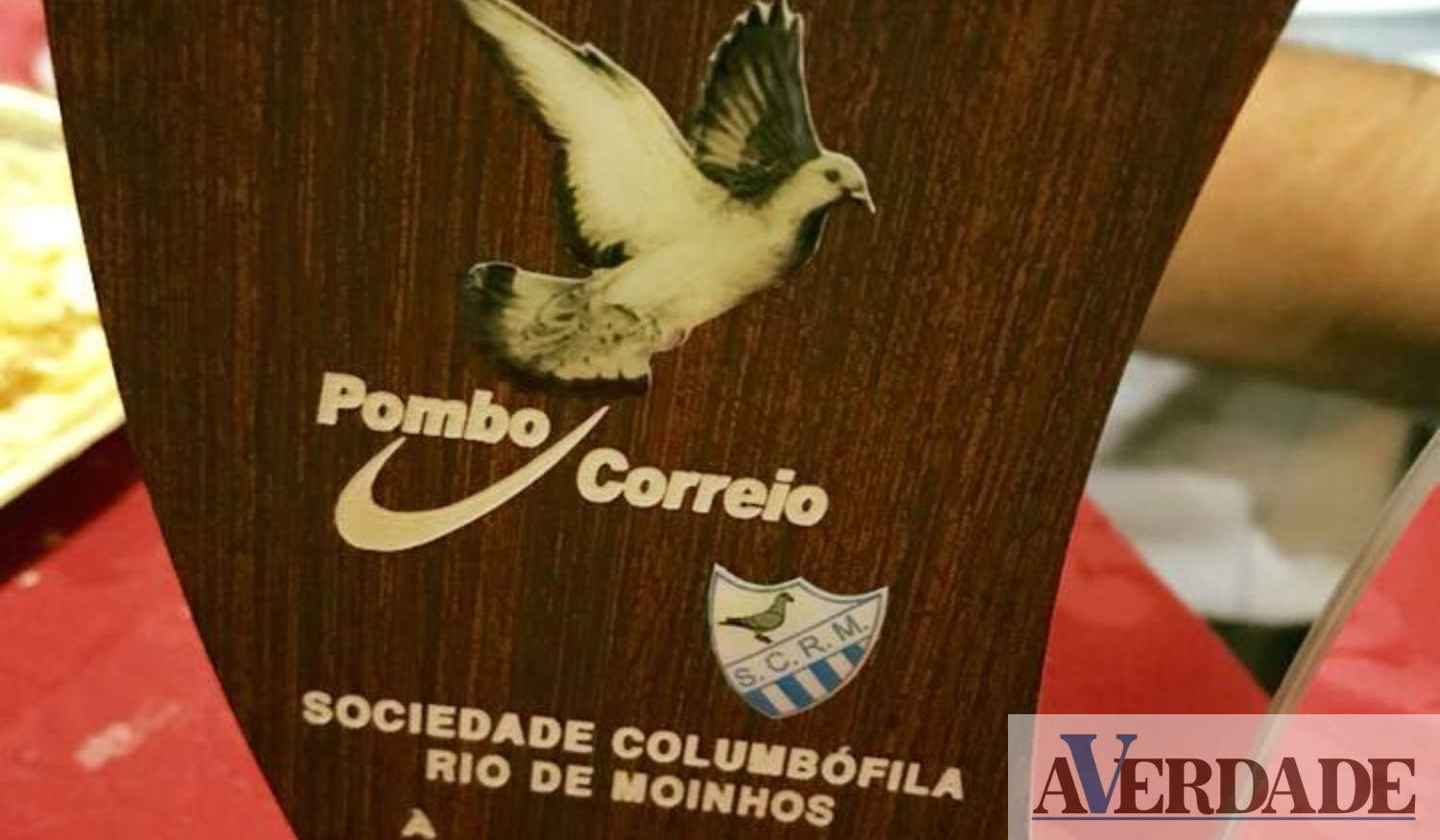 Sociedade Columbófila de Rio de Moinhos: "as corridas de pombos é um desporto muito bonito e caseiro"