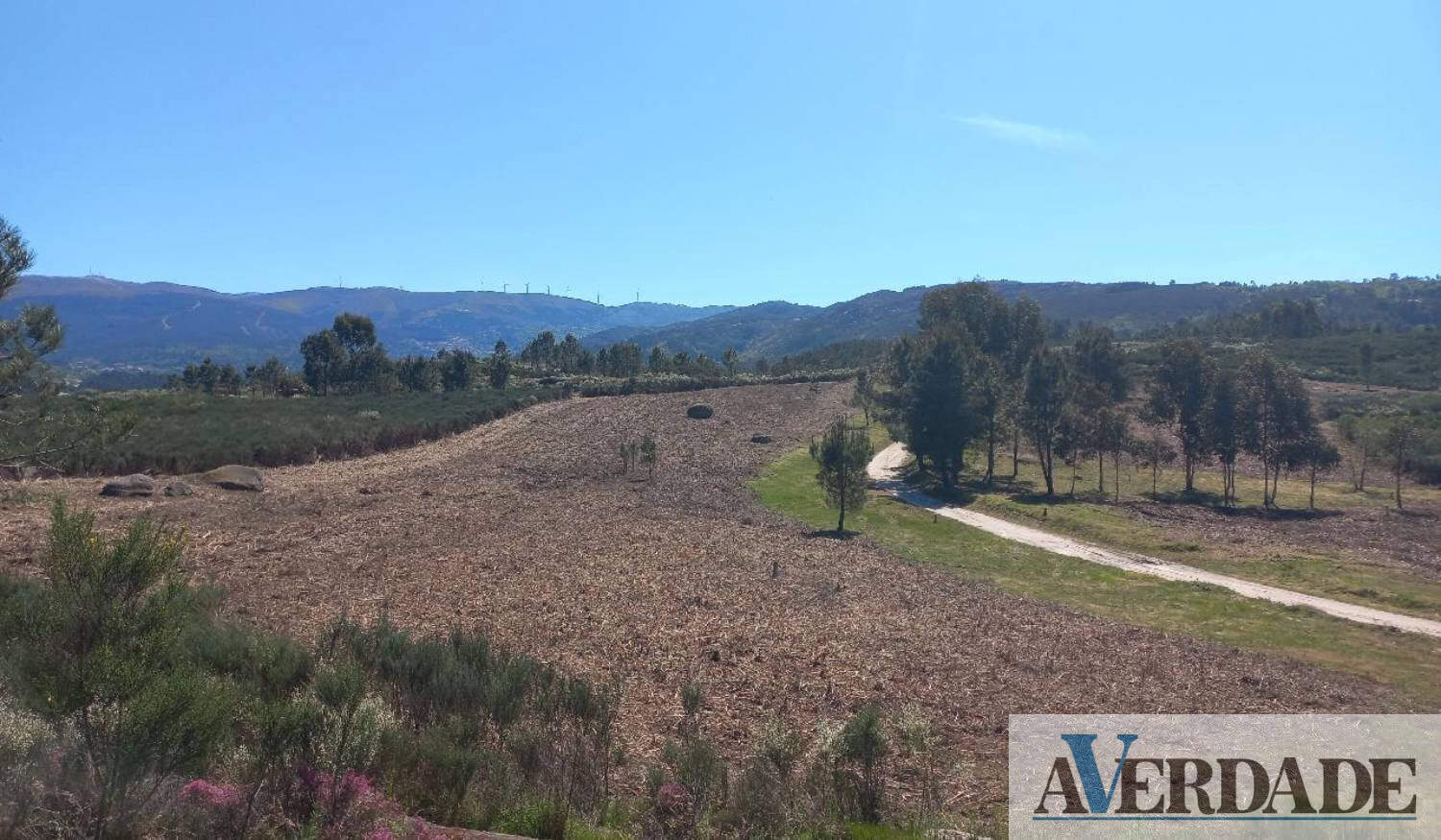 Amarante: Limpeza de matas e terrenos decorre até 31 de maio