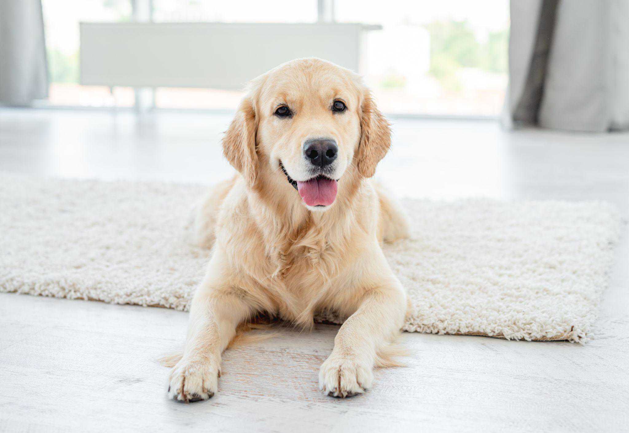 Como Reduzir o Stress e Ansiedade em Cães e Gatos
