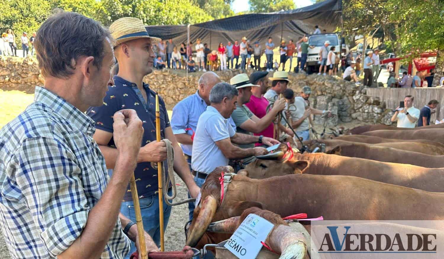 Baião: Concurso Pecuário de Raça Arouquesa premiou produtores em Valadares