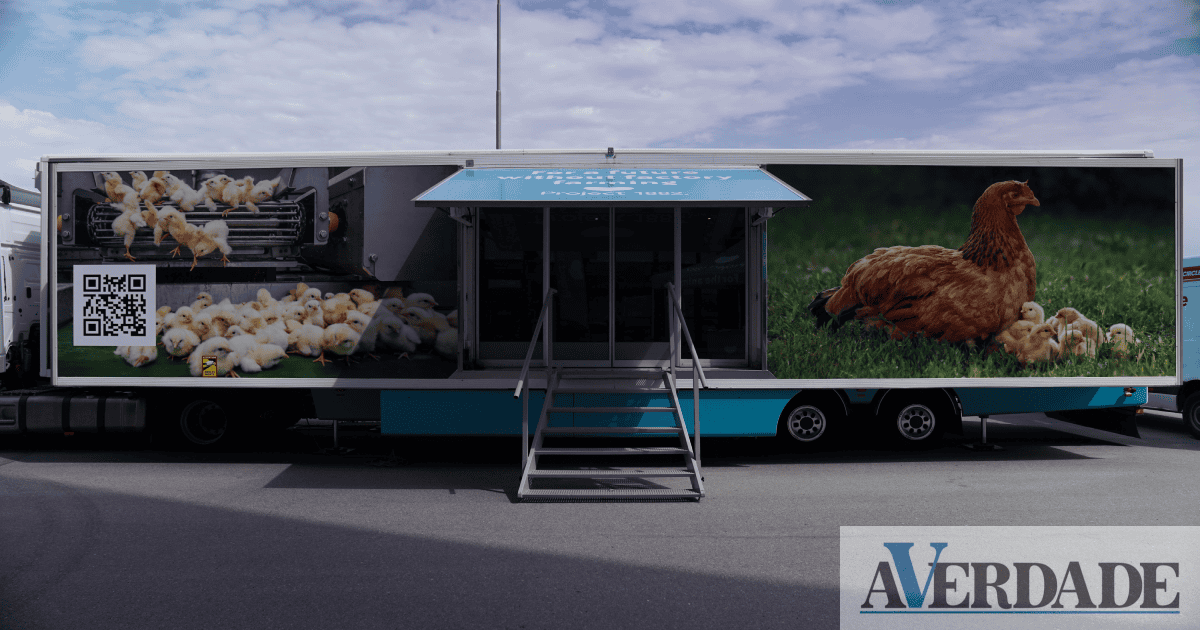 Campanha internacional de sensibilização animal vai estar em Matosinhos