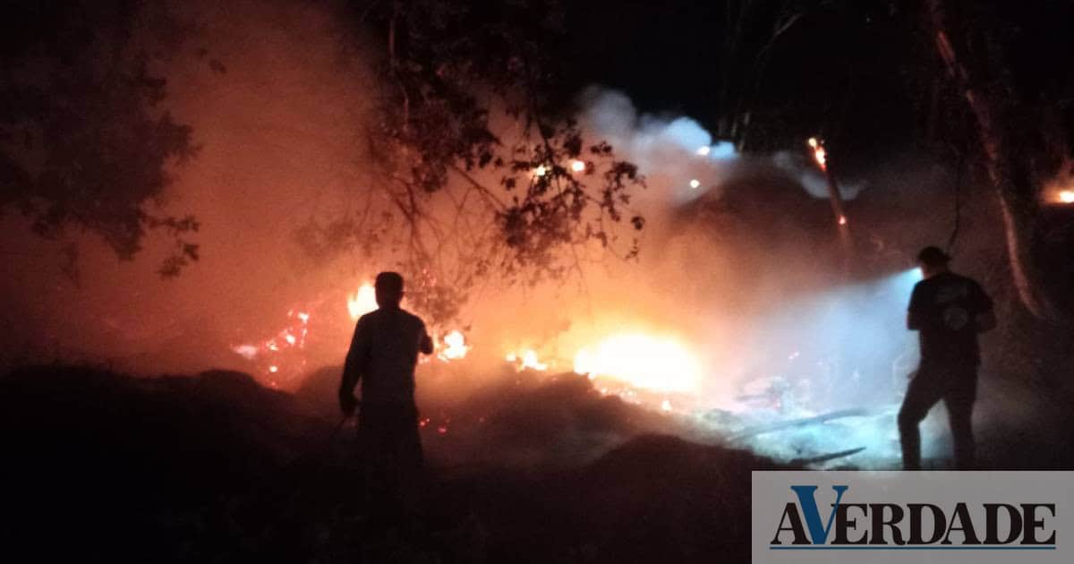 Marco: Bosque Autóctone em Tabuado vai "reparar cicatrizes deixadas pelo incêndio"