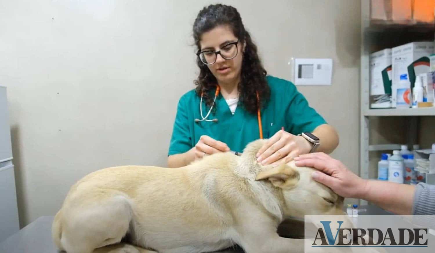 CRO Marco: Veterinária Sara Nunes afirma que o verão leva "a menos adoção"