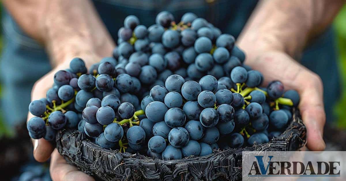 Festa das vindimas dos Desamparados regressa a Cinfães com venda de produtos da região