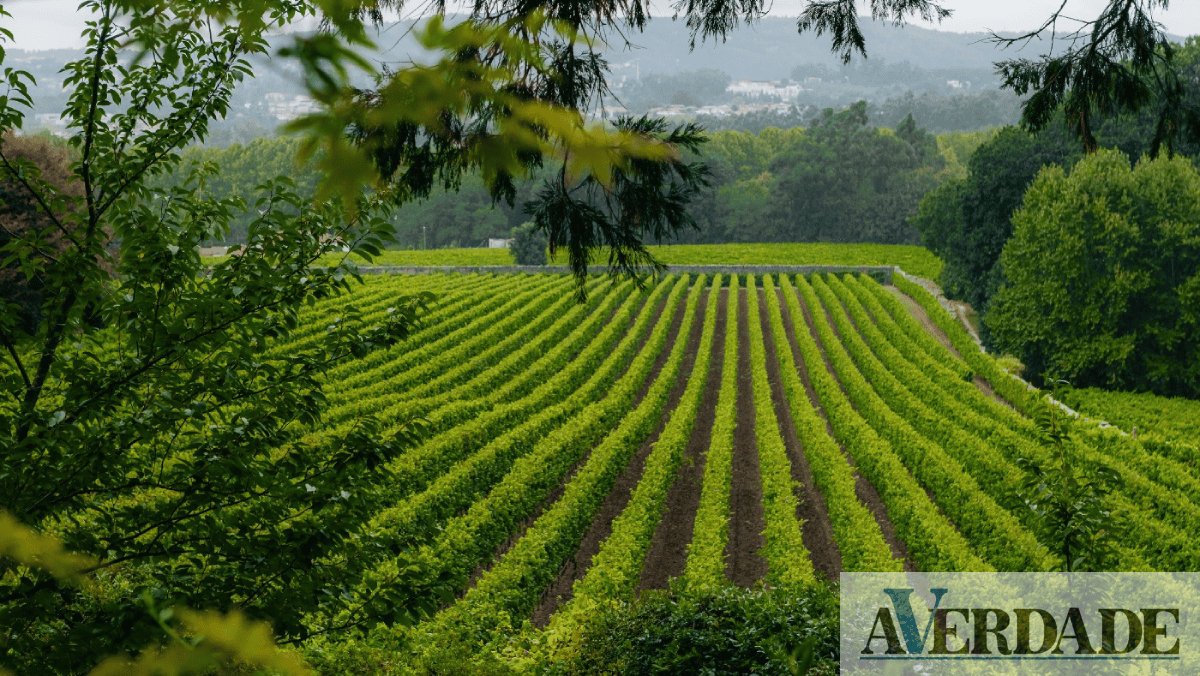 Penafiel: Vinhos Aveleda distinguidos com 'Referencial Nacional de Sustentabilidade'