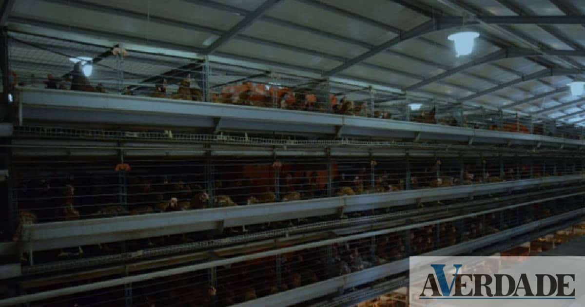Apreendidos mais de 16 mil animais de criação em mais de 300 fiscalizações pela GNR