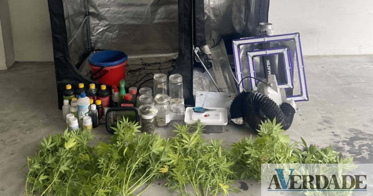 GNR detém homem de 40 anos por cultivo e produção de canábis na Maia