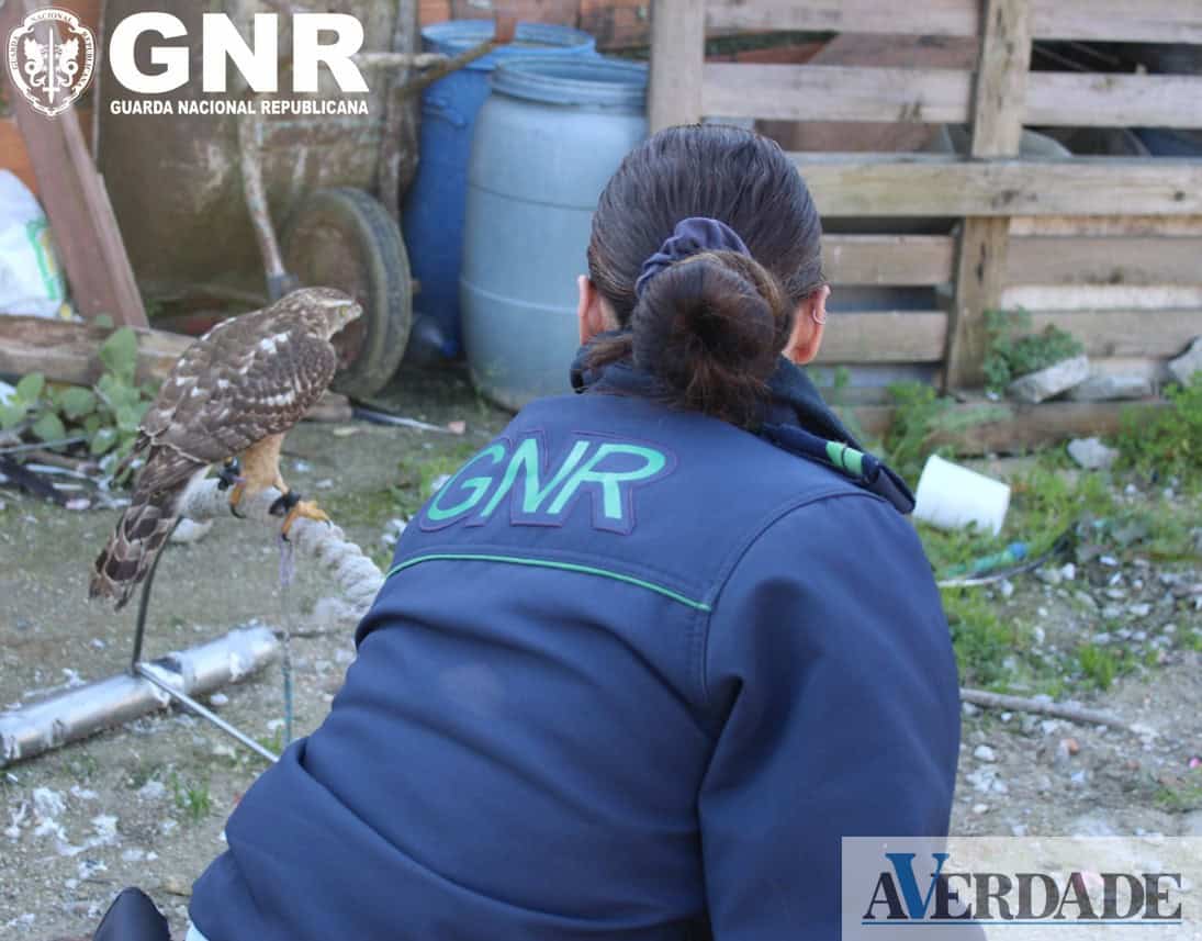 GNR resgata falcões, corujas e águias protegidas em Matosinhos e Vila Nova de Gaia