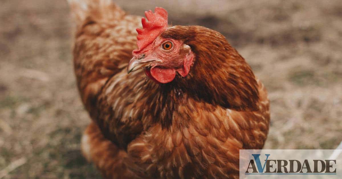 Gripe Aviária: Informação atual e recomendações das autoridades