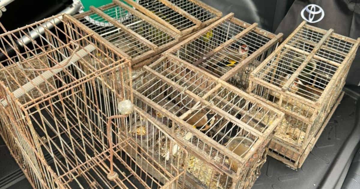 Homem detido em Matosinhos encontrava-se na posse ilegal de um canário-da-Índia